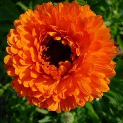 40+ SEEDS DOUBLE CALENDULA NEON ORANGE FLOWER SEEDS / RE-SEEDING ANNUAL (Seeds)