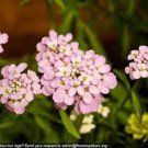 50+ SEEDS IBERIS PINK EVERGREEN CANDYTUFT FLOWER SEEDS MIX (Seeds)