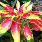 50+ SEEDS AMARANTHUS TRI-COLOR FLAMING FOUNTAIN FLOWER SEEDS ANNUAL MOST COLORFUL (Seeds)