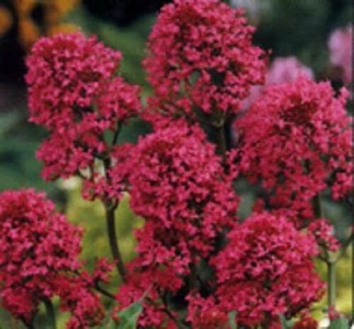 40+ SEEDS RED JUPITER'S BEARD CENTRANTHUS FLOWER SEEDS / PERENNIAL (Seeds)
