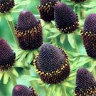 30+ SEEDS GREEN WIZARD RUDBECKIA FLOWER (Seeds)