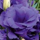 20+ SEEDS BLUE ECHO LISIANTHUS FLOWER SEEDS ANNUAL GREAT CUT FLOWER (Seeds)