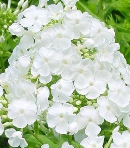 30+ SEEDS WHITE PHLOX SELF-SEEDING ANNUAL HIGHLY FRAGRANT (Seeds)