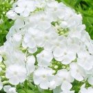 30+ SEEDS WHITE PHLOX SELF-SEEDING ANNUAL HIGHLY FRAGRANT (Seeds)