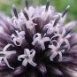 30+ SEEDS ECHINOPS RITRO GLOBE THISTLE PERENNIAL (Seeds)