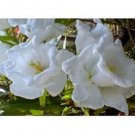 50+ SEEDS CAMPANULA WHITE DOUBLE CANTERBURY BELLS PERENNIAL FLOWER (Seeds)