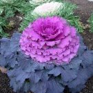 30+ SEEDS PURPLE PRINCE FLOWERING KALE FLOWER (Seeds)
