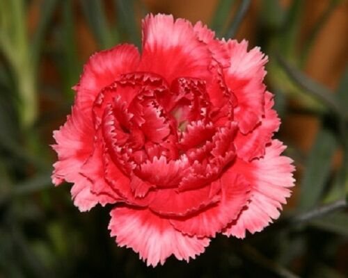 30+ SEEDS ROSE / RED CARNATION FLOWER SEEDS PERENNIAL (Seeds)