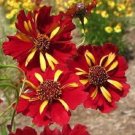 50+ SEEDS COREOPSIS RISING SUN BI-COLOR RE-SEEDING LONG LASTING ANNUAL FLOWER (Seeds)