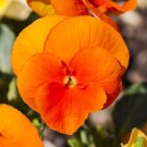 35+ SEEDS VIOLA ORANGE CHANTREYLAND FLOWER SEEDS SHADE PERENNIAL (Seeds)