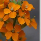 50+ SEEDS ORANGE SIBERIAN WALLFLOWER ERYSIMUM ALLIONII BIENNIAL FRAGRANT (Seeds)