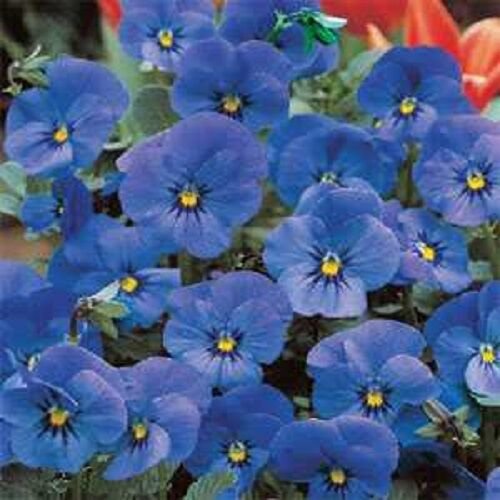 30+ SEEDS VIOLA CORNUTA ADMIRATION BLUE FLOWER SEEDS / SHADE PERENNIAL (Seeds)