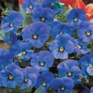 30+ SEEDS VIOLA CORNUTA ADMIRATION BLUE FLOWER SEEDS / SHADE PERENNIAL (Seeds)