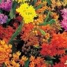 30+ SEEDS BUTTERFLY WEED FLOWER SEEDS MIX ASCLEPIAS PERENNIAL (Seeds)