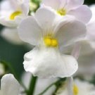 40+ SEEDS NEMESIA WHITE KNIGHT FLOWER SEEDS / LONG LASTING ANNUAL (Seeds)