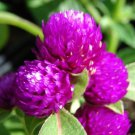 40+ SEEDS PURPLE GOMPHRENA GNOME FLOWER SEEDS ANNUAL (Seeds)