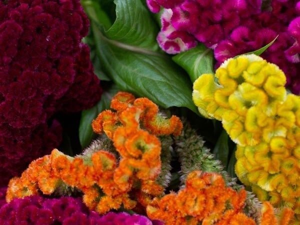 50+ SEEDS COCKSCOMB MULTI-COLORED MIX / CELOSIA FLOWER SEEDS RESEEDING ANNUAL (Seeds)