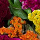 50+ SEEDS COCKSCOMB MULTI-COLORED MIX / CELOSIA FLOWER SEEDS RESEEDING ANNUAL (Seeds) 50+ SEEDS COCKSCOMB MULTI-COLORED MIX / CELOSIA FLOWER SEEDS RESEEDING ANNUAL (Seeds)