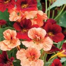 35+ SEEDS GLEAM GLORIOUS NASTURTIUM MIX FLOWER SEEDS RE-SEEDING ANNUAL (Seeds)