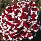 40+ SEEDS  NEMESIA BI-COLOR "DANISH FLAG" FLOWER SEEDS ANNUAL (Seeds)