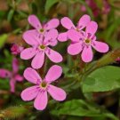 35+ SEEDS SAPONARIA ROSE SOAPWORT FLOWER SEEDS / SELF-SEEDING ANNUAL (Seeds)