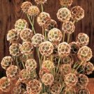 25+ SEEDS FATA MORGANA SCABIOSA PINCUSHION FLOWER SEEDS PERENNIAL PINKISH YELLOW (Seeds)