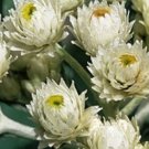100+ SEEDS ANAPHALIS SILVERY WHITE SNOW FLOWER SEEDS PERENNIAL (Seeds)