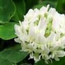 100+ SEEDS WHITE DUTCH CLOVER FLOWER SEEDS PERENNIAL (Seeds)