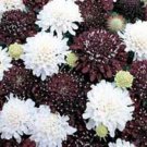 25+ SEEDS SCABIOSA PINCUSHION NIGHT AND DAY BLACK/WHITE FLOWER SEEDS MIX PERENNIAL (Seeds)
