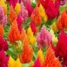 40+ SEEDS CELOSIA PLUMED FLAMINGO MIX / SEVEN COLORS SELF-SEEDING ANNUAL FLOWER (Seeds)