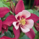 25+ SEEDS AQUILEGIA CAERULEA ROSE QUEEN COLUMBINE FLOWER SEEDS PERENNIAL (Seeds)
