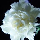 30+ SEEDS PURE WHITE CARNATION FLOWER SEEDS PERENNIAL (Seeds)