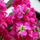 40+ SEEDS EVENING SCENTED STOCK ROSE COLOR FLOWER SEEDS FRAGRANT, LONG LASTING ANNUAL (Seeds)