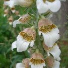 50+ SEEDS FOXGLOVE DIGITALIS LANATA CAFE CREME FLOWER SEEDS PERENNIAL (Seeds)