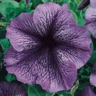 30+ SEEDS PETUNIA GRANDIFLORA PRISM BLUEBERRY SUNDAE FLOWER SEEDS LONG LASTING ANNUAL (Seeds)