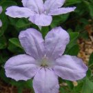 25+ SEEDS RUELLLIA HUMILLIS "WILD PETUNIA" FLOWER SEEDS READILY SELF (Seeds)