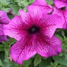 30+ SEEDS PETUNIA GRANDIFLORA PRISM PLUM SUNDAE FLOWER SEEDS LONG LASTING ANNUAL (Seeds)