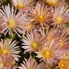 50+ SEEDS APRICOT SHIMMER ICE PLANT FLOWER SEEDS / PERENNIAL (Seeds)