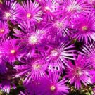 50+ SEEDS DELOSPERMA FLORIBUNDA STARDUST ICE PLANT FLOWER SEEDS PERENNIAL (Seeds)