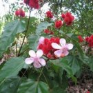 10+ SEEDS LIPSTICK PLANT ANNATTO SEEDS /PERENNIAL GROWN AS TREE FLOWERING HOUSEPLANT (Seeds)