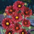 30+ SEEDS BURGANDY SILK GAILLARDIA FLOWER SEEDS PERENNIAL (Seeds)