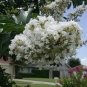 35+ SEEDS LT. PINK CRAPE MYRTLE TREE SHRUB FLOWER (Seeds)