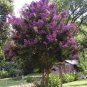 35+ SEEDS LT. PINK CRAPE MYRTLE TREE SHRUB FLOWER (Seeds)