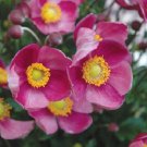 40+ SEEDS ANEMONE PINK PERENNIAL FLOWER SEEDS LONG LASTING BLOOMS (Seeds)