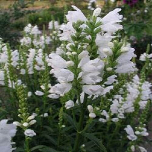 40+ SEEDS WHITE OBEDIENT PLANT (FALSE DRAGON ) FLOWER SEEDS PERINNIAL (Seeds)