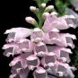 40+ SEEDS WHITE OBEDIENT PLANT (FALSE DRAGON ) FLOWER SEEDS PERINNIAL (Seeds)