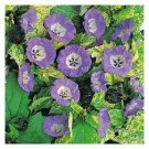 40+ SEEDS APPLE OF PERU SHOO FLY / INSECT REPELLING RESEEDING ANNUAL FLOWER (Seeds)