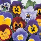30+ SEEDS PANSY INSPIRE PLUS MAXI MIX FLOWER SEEDS FRAGRANT PERENNIAL (Seeds)