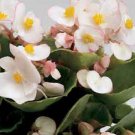 30+ SEEDS GORGEOUS BEGONIA AMBASSADOR BI-COLOR FLOWER SEEDS LONG LASTING ANNUAL (Seeds)