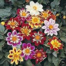 30+ SEEDS DAHLIA COLLARETTE DANDY MIX FLOWER SEEDS ANNUAL BI-COLOR (Seeds)